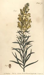 Gele leeuwenbek of snapdragon, Antirrhinum majus, Angiospermia