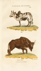 Zebu en Europese bizon