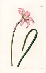 Zephyrantes hybride variëteit - Plaat gegraveerd door S. Watts, naar een illustratie van Sarah Anne Drake (1803-1857), uit het Botanical Register van Sydenham Edwards (1768-1819), Engeland