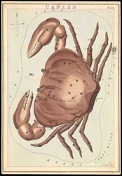 Kreeft, ca. 1825