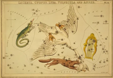 Lacerta, Cygnus, Lyra, Vulpecula en Anser, Illustratie uit 