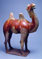 Kameel, Tang-dynastie