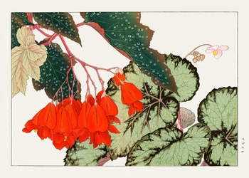 Cracklin Rosie Begonia bloem van "Seiyou Sokazufu".