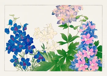 Delphinium bloem van "Seiyou Sokazufu".