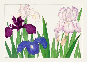 Irisbloem van "Seiyou Sokazufu".