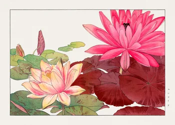Nymphaea lotus van "Seiyou Sokazufu