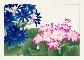 Vintage cineraria bloem van "Seiyou Sokazufu".