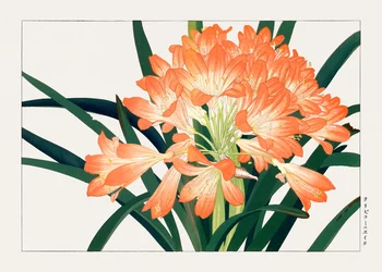 Vintage cliviminiata bloem van "Seiyou Sokazufu".