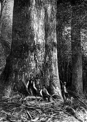 Reusachtige eucalyptus, Australië, 1886