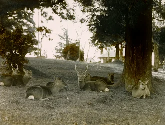 Damherten in het Kasauga Taisha Park, Nara, circa 1900 - 1915 (foto)