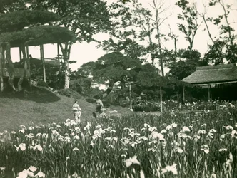 Irissen tuin van Horikiri Shōbu-en in Tokio, circa 1900-1915
