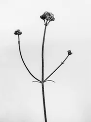 Te midden van de bloemen 11, 2021