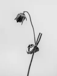 Te midden van de bloemen 12