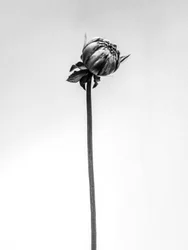 Te midden van de bloemen 20, 2021