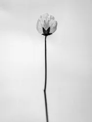 Te midden van de bloemen 26