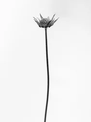 Te midden van de bloemen 33