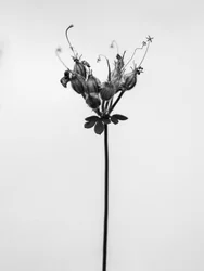 Te midden van de bloemen 42