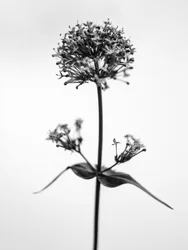 Te midden van de bloemen 53