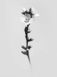 Te midden van de bloemen 55
