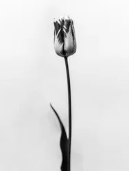 Te midden van de bloemen 70
