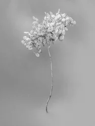 Te midden van de bloemen 73