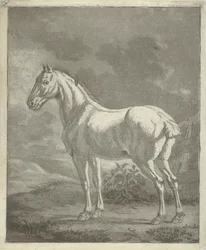 Schimmel in een wei