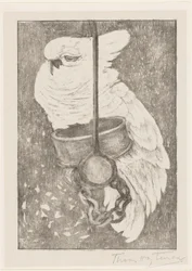 Witte kaketoe