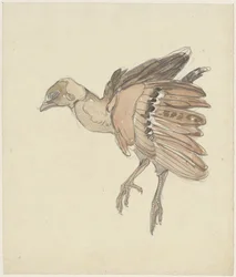 Dood vogeltje (patrijs?)