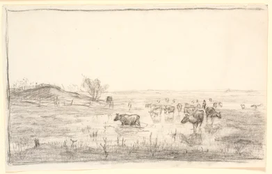 Koeien in de weiden bij Mejlgaard