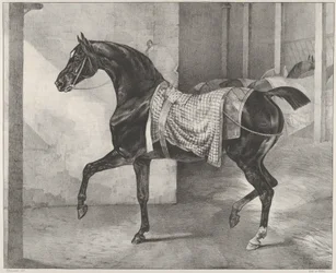 Zwart paard vastgebonden in een stal