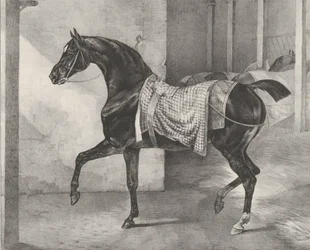Zwart paard vastgebonden in een stal, 1822