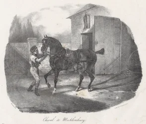 Mecklenburgs paard (A Mecklembourg Horse)