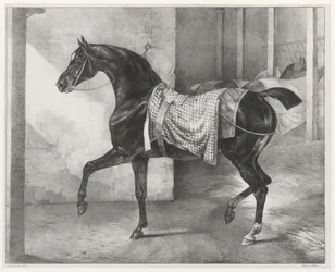 Een zwart paard vastgebonden in een stal