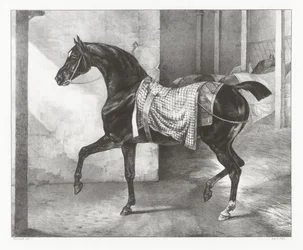 Een zwart paard vastgebonden in een stal