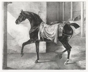Een zwart paard vastgebonden in een stal