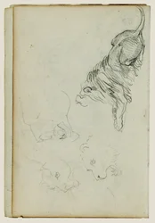 Vier leeuwenstudies