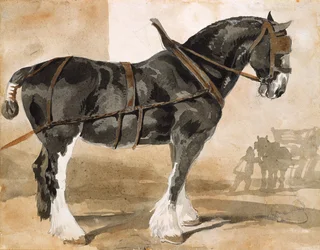 Aangespannen zwart paard