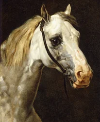 Hoofd van een bont paard