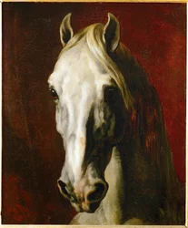 Hoofd van een wit paard ...