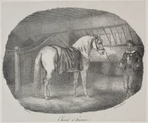 Paard uit Hannover