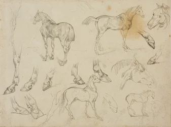 Schetsen van een Paard