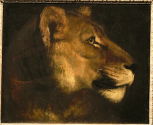 Tete de lionne. Hoofd van een leeuwin ...