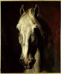 Hoofd van een wit paard