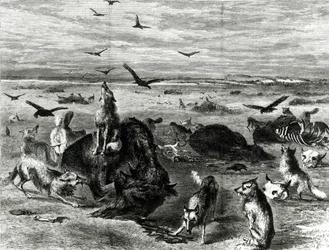Slachting van buffels op de vlaktes, uit Harpers Weekly 1872