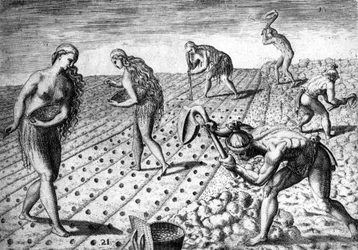 Landbouw onder de inboorlingen van Zuid-Amerika - in “Admirante Narratio Americae”, door Théodore de Bry