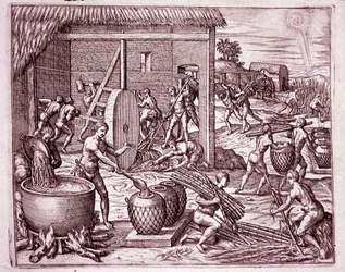 Geschiedenis van Amerika: suikerriet oogsten en suikerproductie door Indiase slaven die werken voor de Spaanse conquistadores (Gravure)