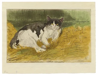 Oude zwart-witte kat in het gras