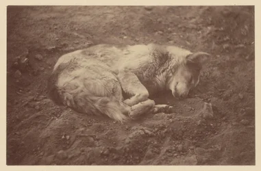 [Slapende hond]
