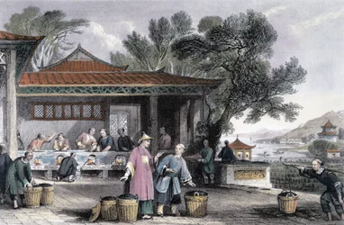 De cultuur en bereiding van thee, China