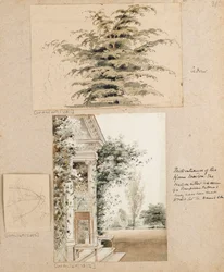 Studie van een cederboom